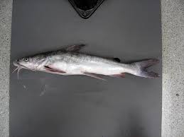 Image result for Ariopsis felis