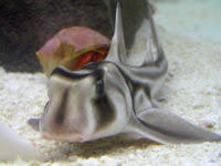 Image result for Heterodontus portusjacksoni