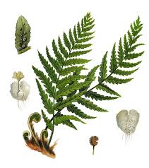 Attēlu rezultāti vaicājumam “Dryopteris filix-mas”