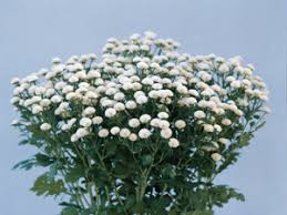 Image result for Tanacetum parthenium 'Tetraweiss'