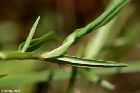 Attēlu rezultāti vaicājumam “Epilobium palustre”