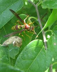 Attēlu rezultāti vaicājumam “Polistes”