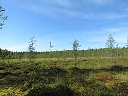 Attēlu rezultāti vaicājumam “Warnstorfia exannulata”