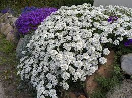 Image result for Schleifenblume