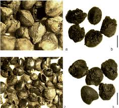 Attēlu rezultāti vaicājumam “Fallopia convolvulus fruit”