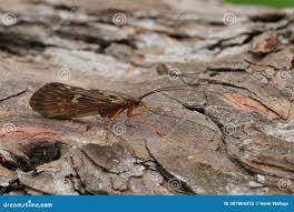 Attēlu rezultāti vaicājumam “Potamophylax”