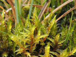 Attēlu rezultāti vaicājumam “Calliergonella cuspidata sporophyte”