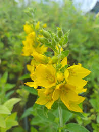 Attēlu rezultāti vaicājumam “Lysimachia punctata flower”
