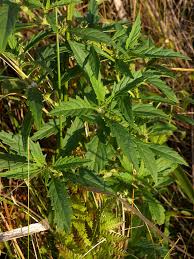 Attēlu rezultāti vaicājumam “Lycopus europaeus”