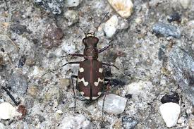 Attēlu rezultāti vaicājumam “Cicindela hybrida”