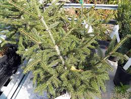 Attēlu rezultāti vaicājumam “Picea orientalis”