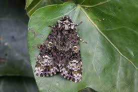 Attēlu rezultāti vaicājumam “Craniophora ligustri imago”