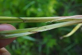 Attēlu rezultāti vaicājumam “Carex acutiformis leaf”