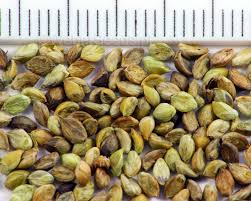 Attēlu rezultāti vaicājumam “Setaria viridis fruit”