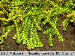 Attēlu rezultāti vaicājumam “Nowellia curvifolia”