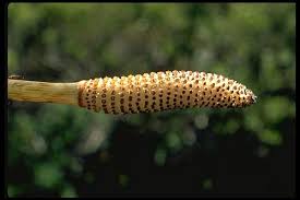 Attēlu rezultāti vaicājumam “Equisetum telmateia”