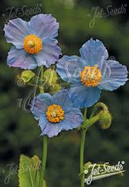 Image result for Meconopsis betonicifolia