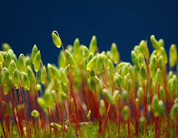 Attēlu rezultāti vaicājumam “Bryum funkii macro”