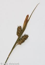 Attēlu rezultāti vaicājumam “Carex pallescens”