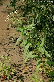 Attēlu rezultāti vaicājumam “Persicaria lapathifolia leaf”