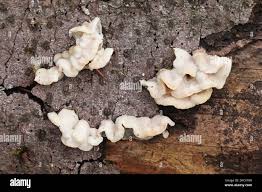 Attēlu rezultāti vaicājumam “Skeletocutis amorpha”