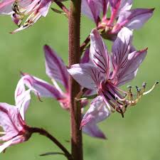 Image result for Diptam