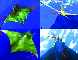 Image result for Mobula tarapacana