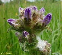 Attēlu rezultāti vaicājumam “Campanula cervicaria bud”