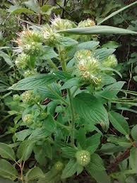 Image result for Phacelia