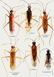 Attēlu rezultāti vaicājumam “Dicyphus sp.”