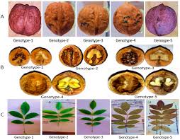Attēlu rezultāti vaicājumam “Juglans mandshurica”