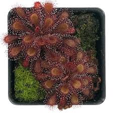 Attēlu rezultāti vaicājumam “Drosera anglica fruit”