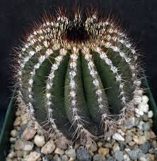 Attēlu rezultāti vaicājumam “Colostygia pectinataria male”