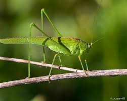 Attēlu rezultāti vaicājumam “Palustriella falcata”