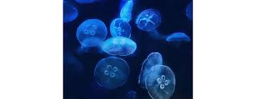 Attēlu rezultāti vaicājumam “Aurelia aurita”