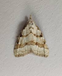 Attēlu rezultāti vaicājumam “Nola aerugula”