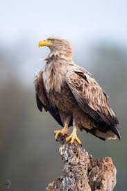 Image result for Haliaeetus albicilla