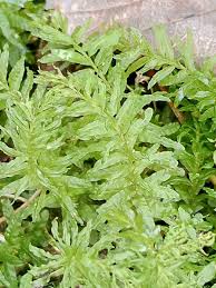 Attēlu rezultāti vaicājumam “Plagiomnium undulatum”