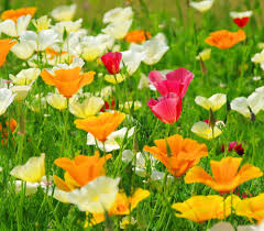Attēlu rezultāti vaicājumam “Eschscholzia californica flower”