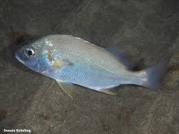 Image result for Pomadasys incisus