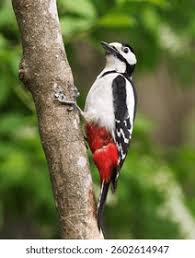 Attēlu rezultāti vaicājumam “Dendrocopos major male”