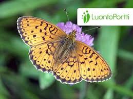 Attēlu rezultāti vaicājumam “Brenthis ino”