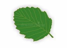 Attēlu rezultāti vaicājumam “Alnus incana leaf”