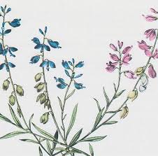 Attēlu rezultāti vaicājumam “Polygala amarella flower”