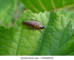 Attēlu rezultāti vaicājumam “Ectobius sylvestris male”