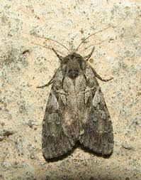 Attēlu rezultāti vaicājumam “Eurois occulta”