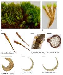 Attēlu rezultāti vaicājumam “Brachythecium salebrosum sporophyte”