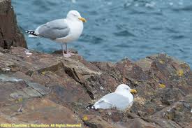 Attēlu rezultāti vaicājumam “Larus argentatus nest”