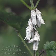 Attēlu rezultāti vaicājumam “Orthezia urticae”