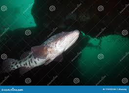 Image result for Epinephelus tukula